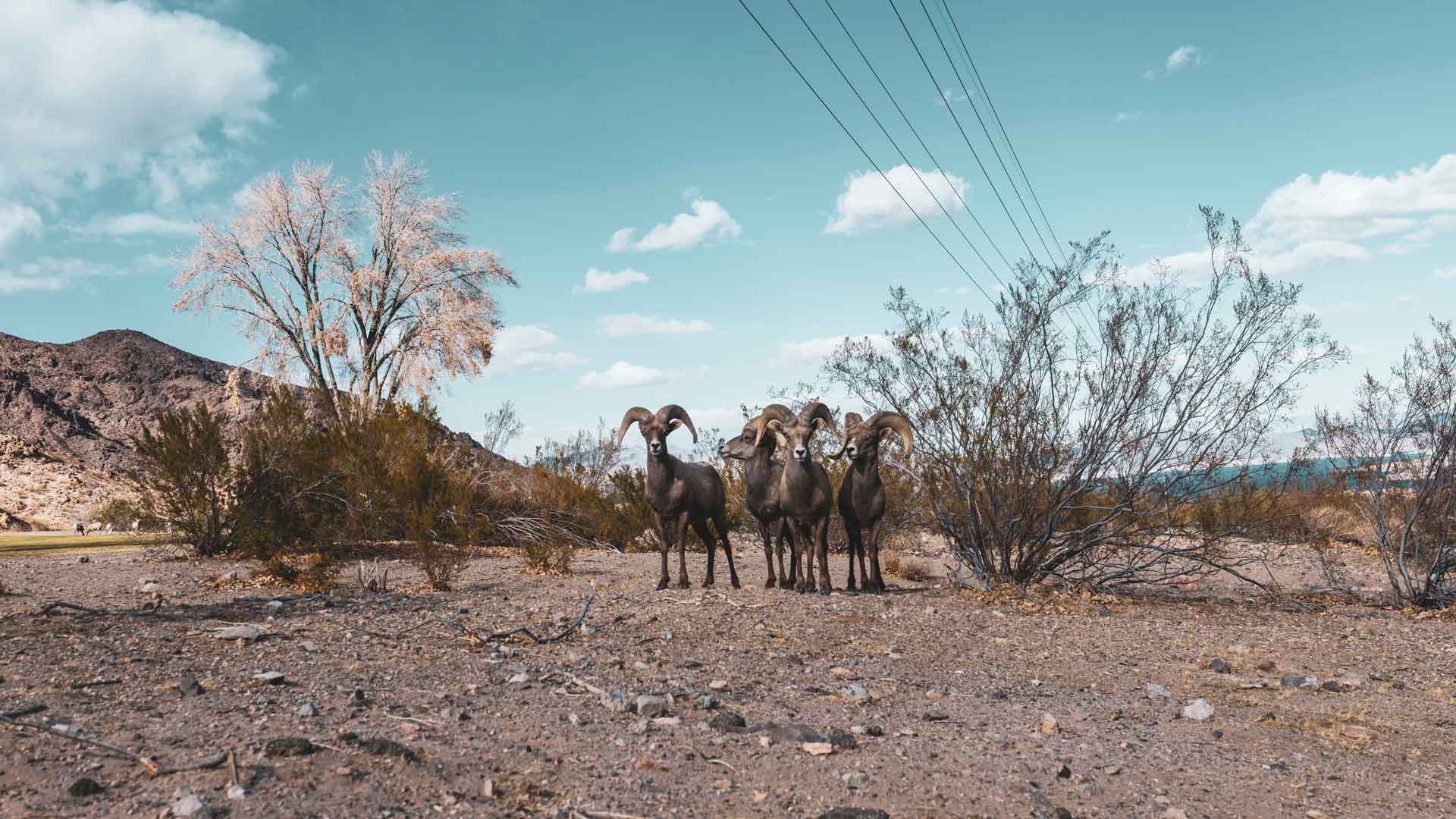 Teamwork beim Erstellen von Websites und digitalen Lösungen